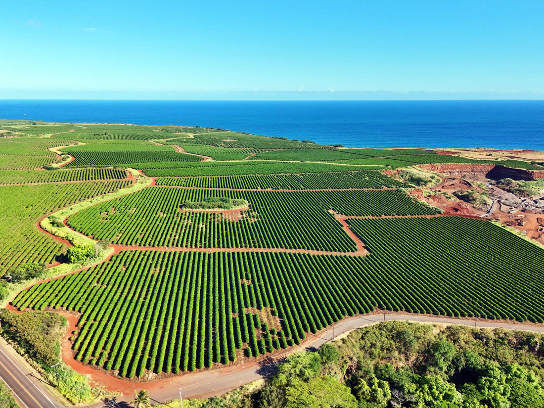 Coffee in America: From Local Farms to Global Trends