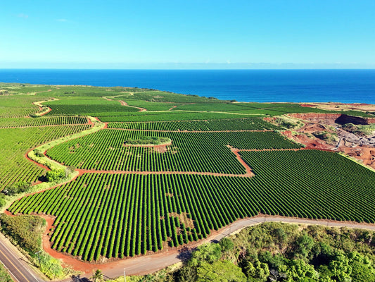 Coffee in America: From Local Farms to Global Trends